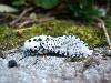Leopard Moth